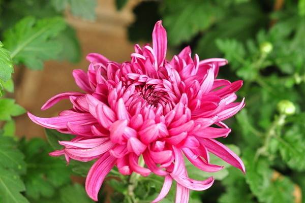 為何我家菊花不開花？答案都在這里了！