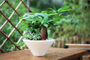 杜鵑發(fā)財(cái)樹(shù)…長(zhǎng)出這種枝，趕緊剪，花才能越長(zhǎng)越壯，開(kāi)花不斷！