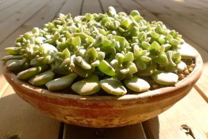 容易爆盆的植物，說(shuō)不定你家也有一盆哦