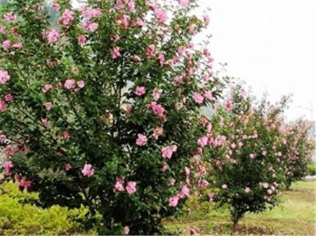 木槿