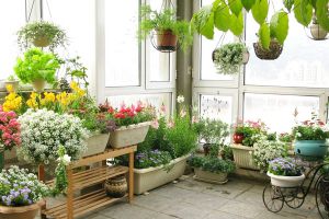 家里變花園，15種花任你選