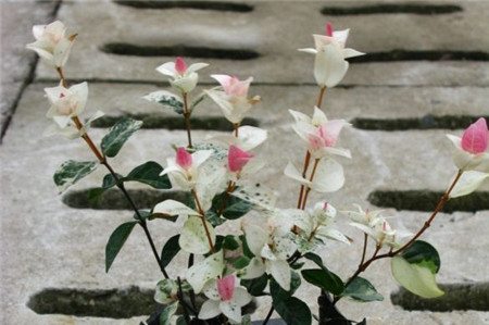 花葉絡(luò)石圖片大全