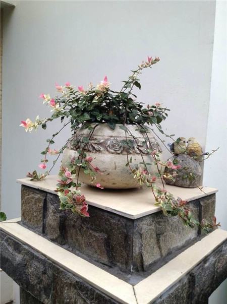 花葉絡(luò)石盆景