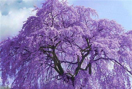 漂亮的藍(lán)花楹
