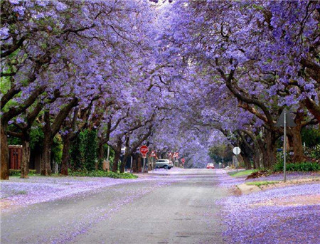 藍(lán)花楹