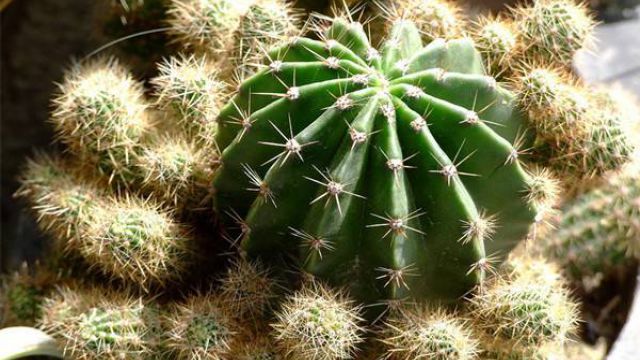 仙人掌類(lèi)植物有哪些