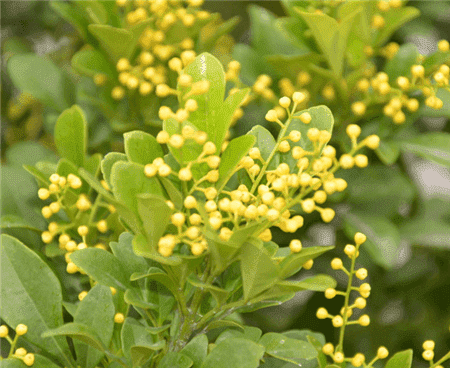 米蘭，天天開花天天香