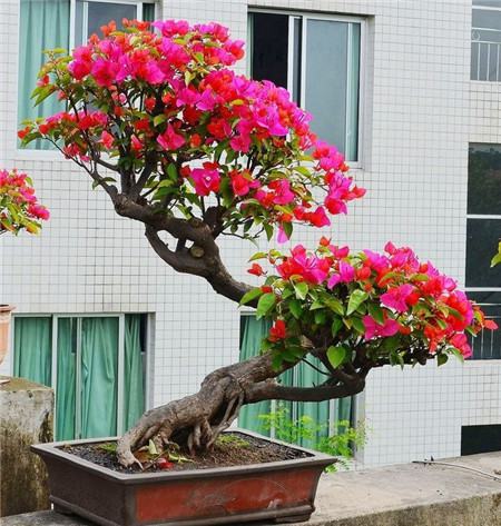 三角梅盆景欣賞
