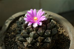 龜甲牡丹的養(yǎng)殖方法和注意事項(xiàng)