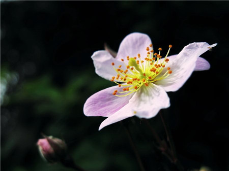 小果薔薇的開(kāi)出的粉花