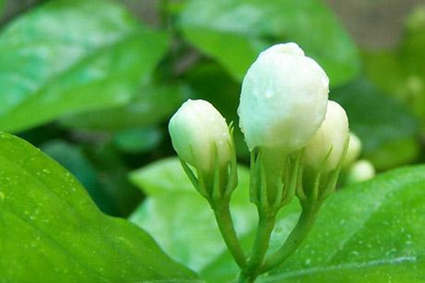 茉莉花冬天需要剪枝嗎？