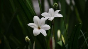 風雨蘭的養(yǎng)殖方法