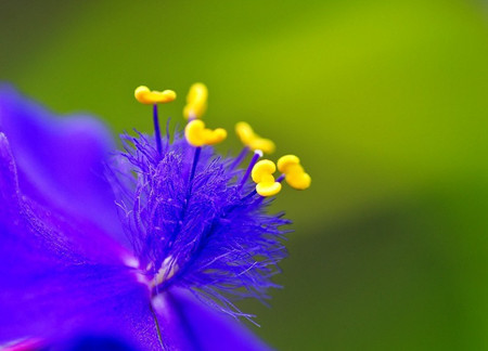 紫露草的開(kāi)花控制方法