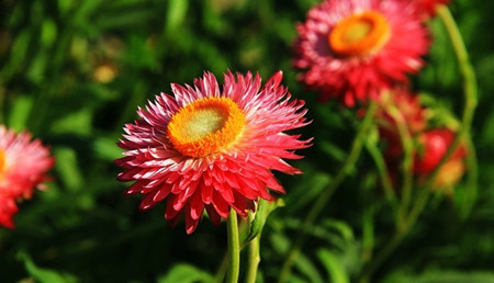 麥稈菊開(kāi)花