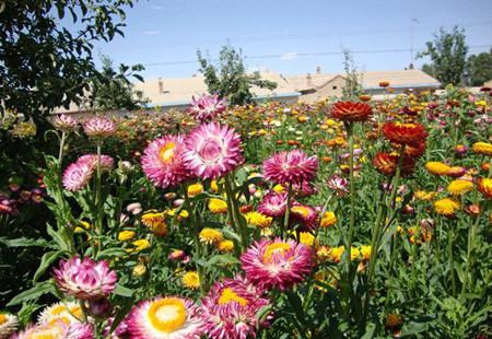 麥稈菊開(kāi)花圖片欣賞