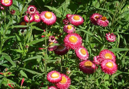 麥稈菊開(kāi)花圖片