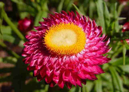 麥稈菊開(kāi)花圖片欣賞