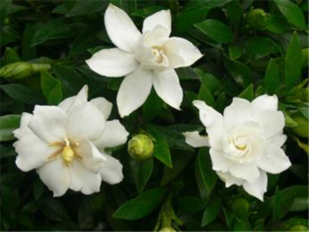 小葉梔子花開(kāi)