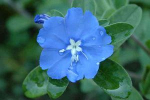 藍(lán)星花什么時(shí)候開(kāi)花