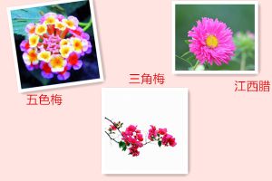 五色梅、江西臘、三角梅什么時(shí)候開(kāi)花