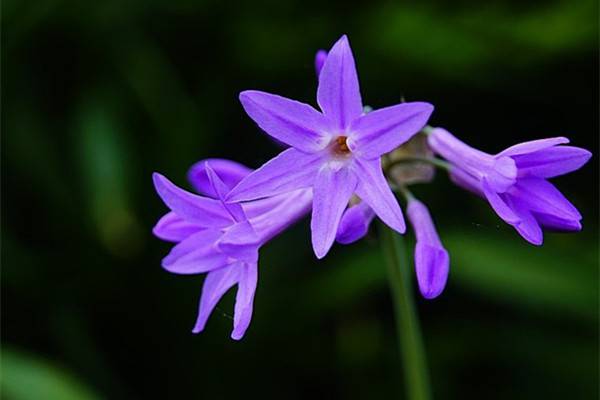 紫嬌花的養(yǎng)殖方法和注意事項