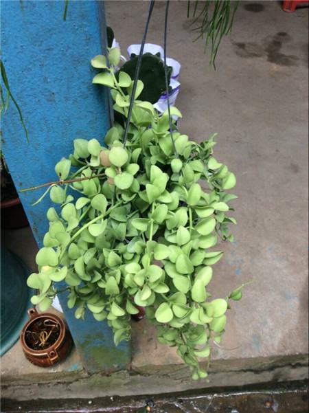 垂盆草家庭養(yǎng)殖方法