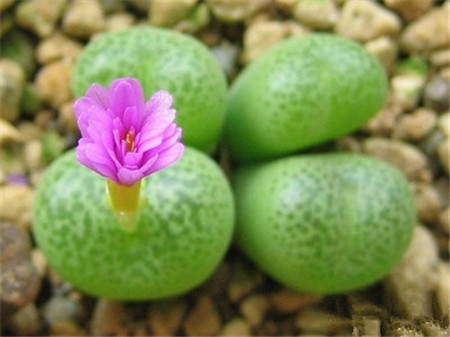 生石花開(kāi)花啦