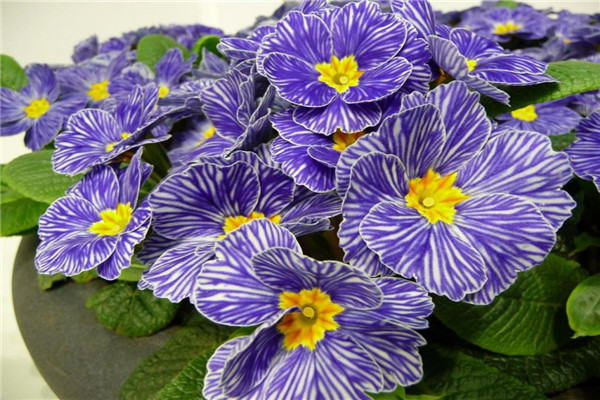 如何使報(bào)春花在圣誕開(kāi)花