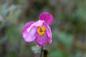 打碗花、打破碗花、打破碗碗花都是些什么植物