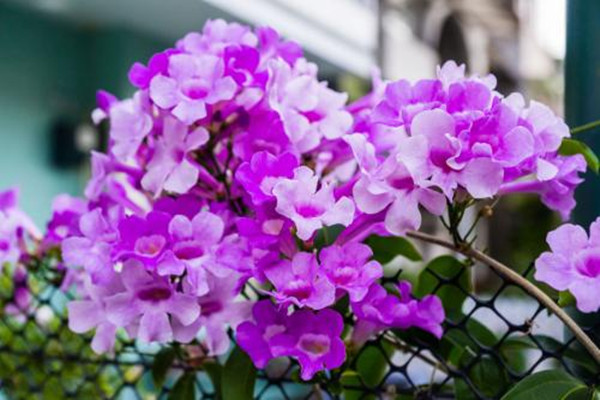 如何使蒜香藤在元旦開(kāi)花