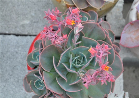 紅粉臺(tái)閣開(kāi)完花會(huì)死嗎