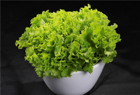 生菜的生長(zhǎng)溫度