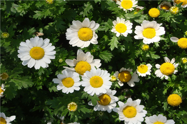 如何使白晶菊在元旦開(kāi)花