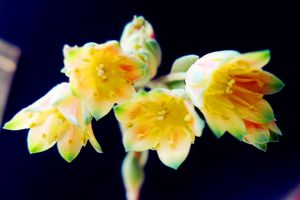 千代田之松開(kāi)花會(huì)死嗎