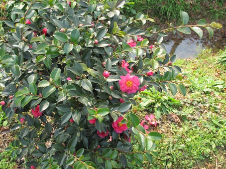 茶梅植株