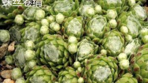 蛛絲卷絹和毛卷娟、紅卷娟的區(qū)別