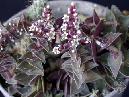 茜之塔開(kāi)花