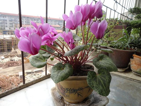 開(kāi)花的仙客來(lái)
