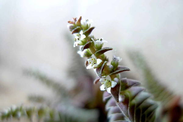 茜之塔開(kāi)花嗎