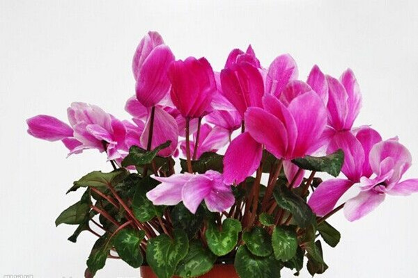 如何使仙客來(lái)在圣誕開(kāi)花