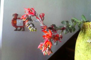 特玉蓮會(huì)開(kāi)花嗎