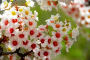 文冠果冬天能開花嗎？