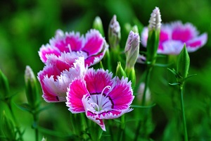 常夏石竹開(kāi)花