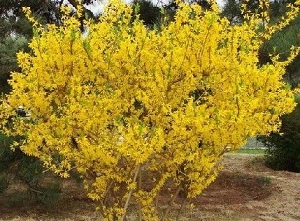 連翹植株