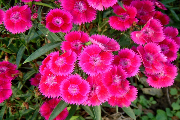 常夏石竹的種植方法，這樣種開(kāi)花更艷