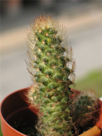 金手指開花嗎？