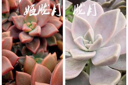 朧月和姬朧月的區(qū)別：看株型大小