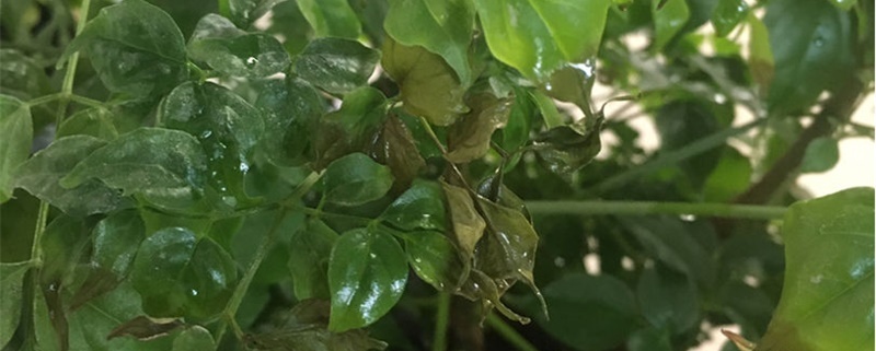 富貴樹葉子發(fā)黃枯萎