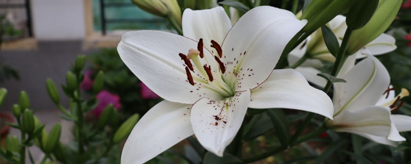 百合花葉子發(fā)黃是怎么回事，怎么救