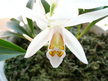 貝母蘭開(kāi)花